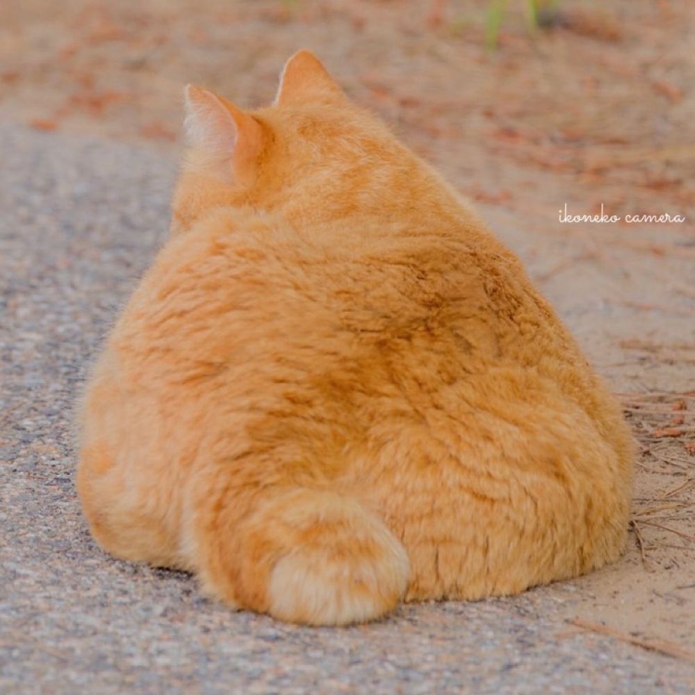 뽀잉