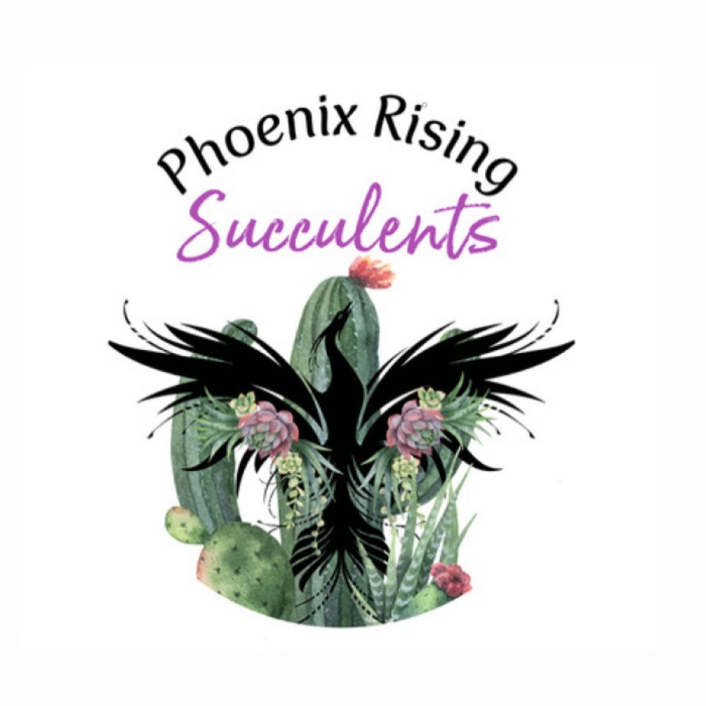 Phoenix Rising Succulents