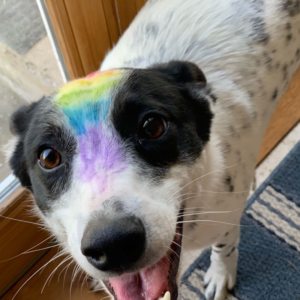 Train Canine