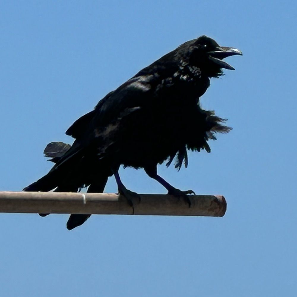 C.J. Raven's avatar