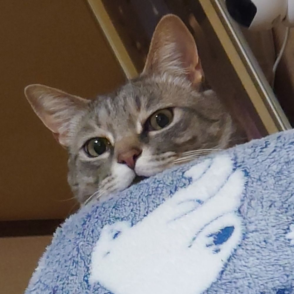 でらこ