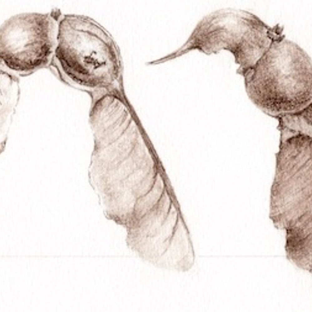 Botanical Art Notes