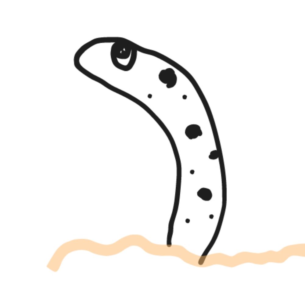 ﾁﾝｱﾅｺﾞ