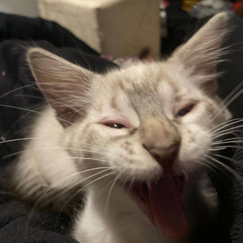 ste