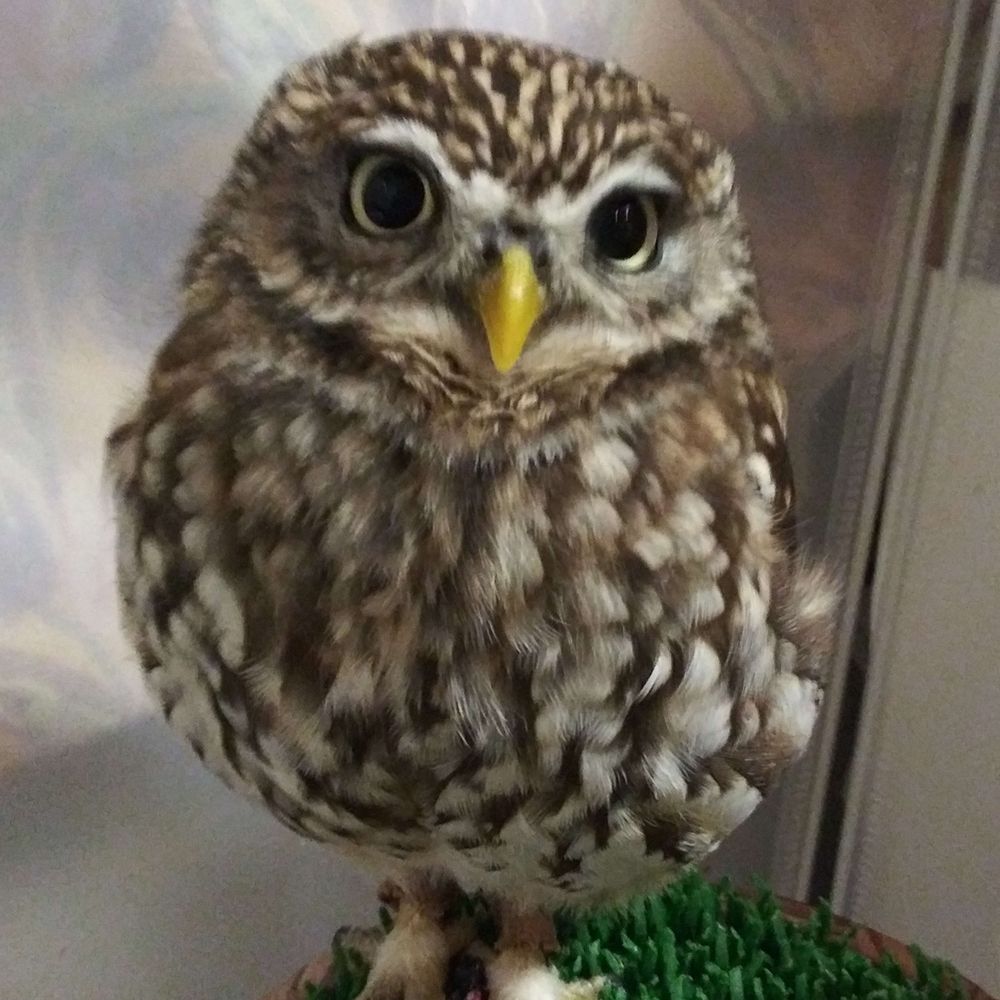 おはぎ🦉ちゃんクイナ🦉ちゃん