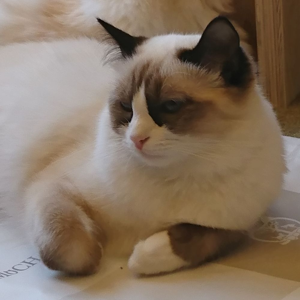 アラフォー猫の独り言🐱