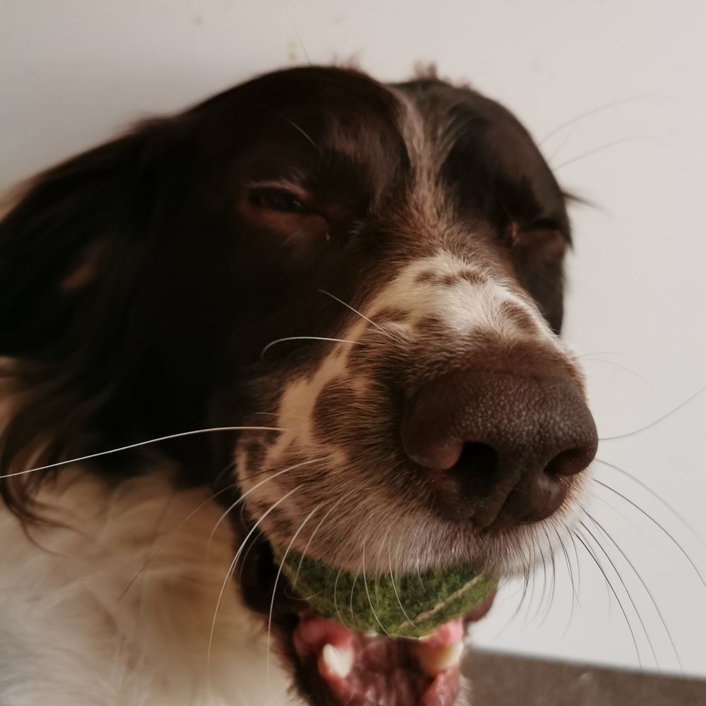 Pippington