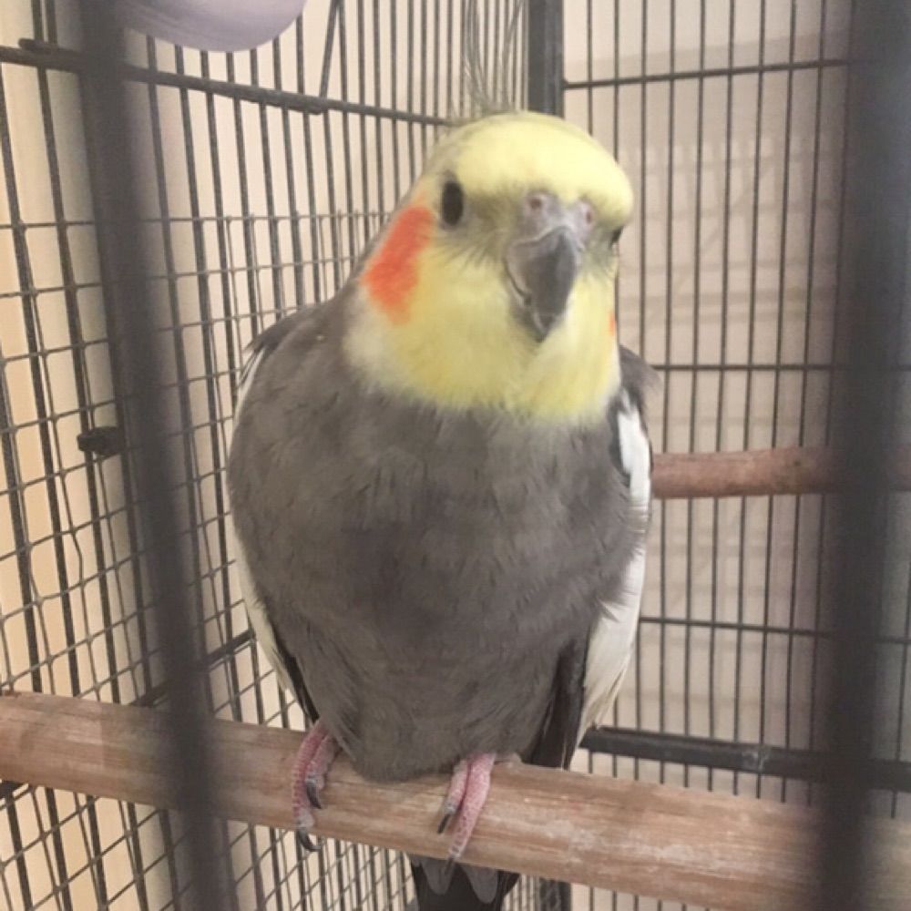 BillyTimDaff