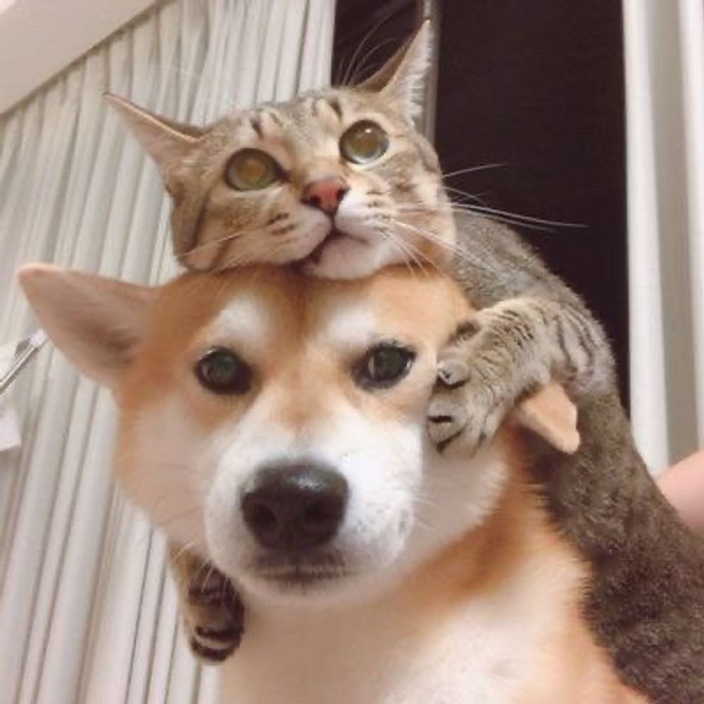 (=´∀｀)