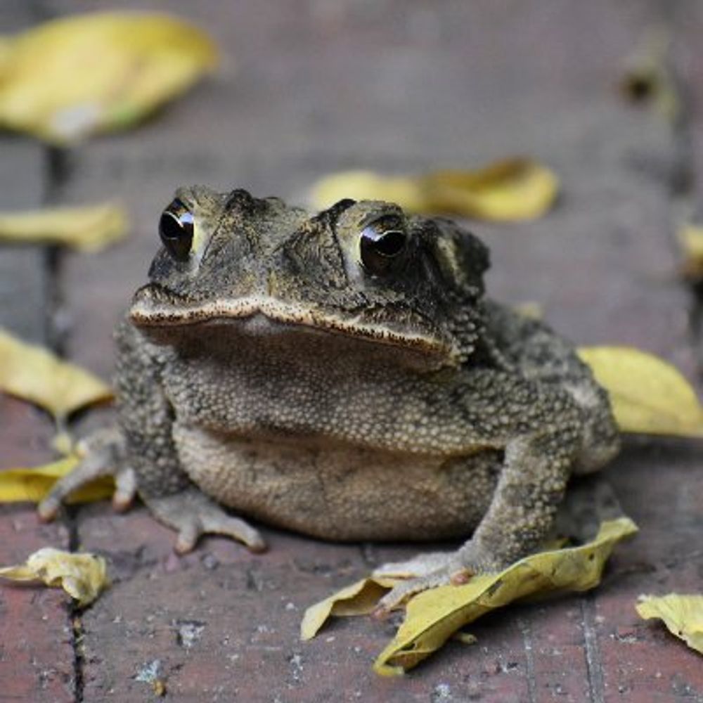 Assymptoad | sometimes draws and streams stuff