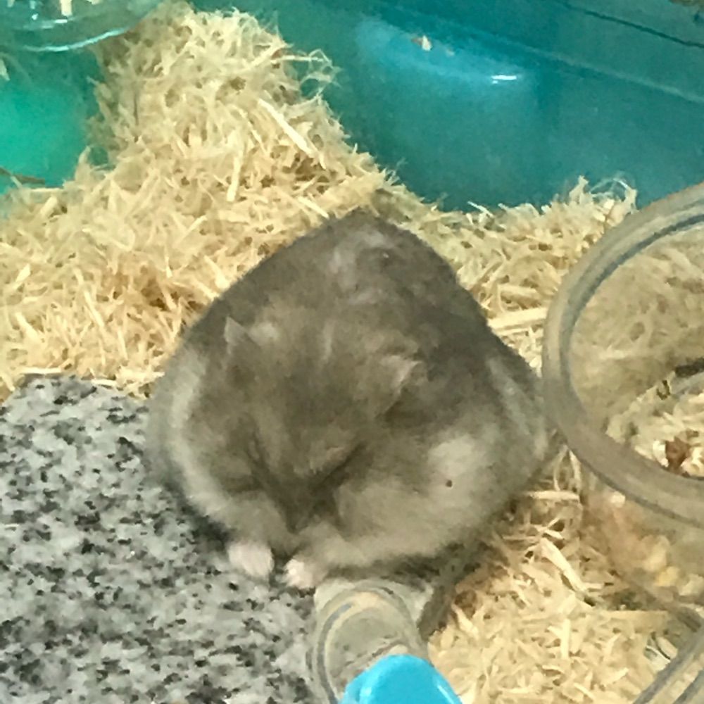 エマ