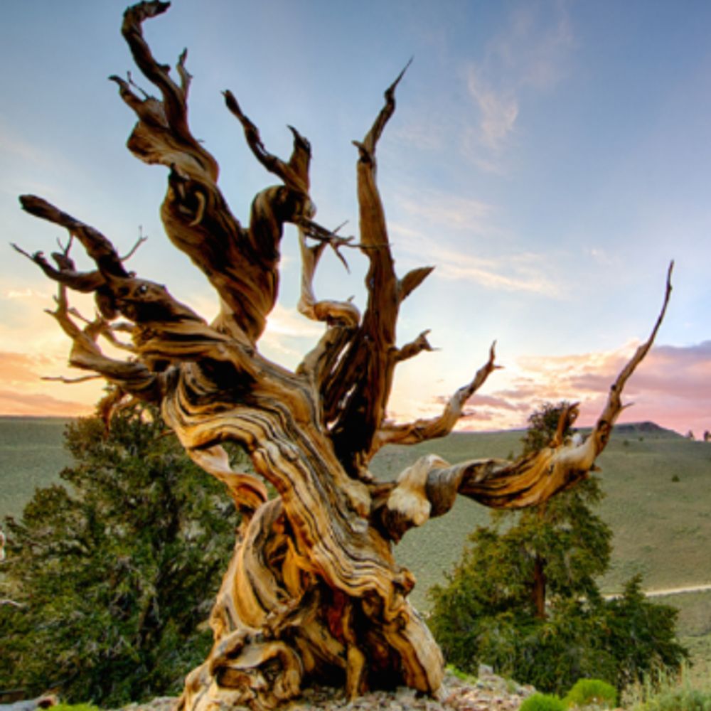 Bristlecone Pine Parks