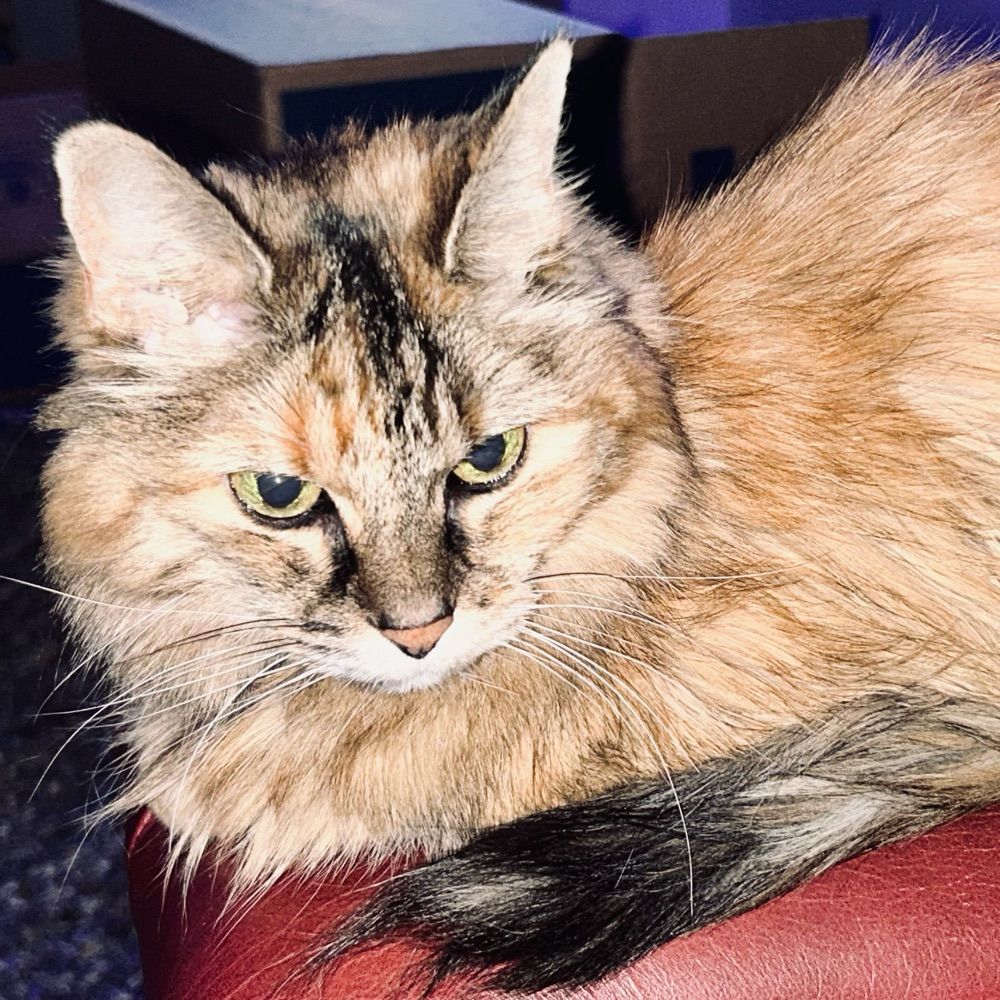 Delilah