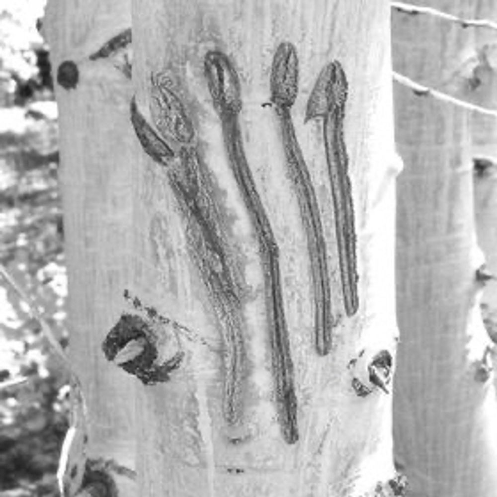 dendroglyph