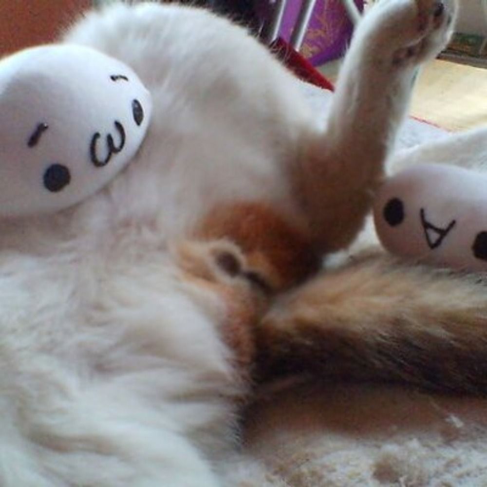 ぬこモフラー