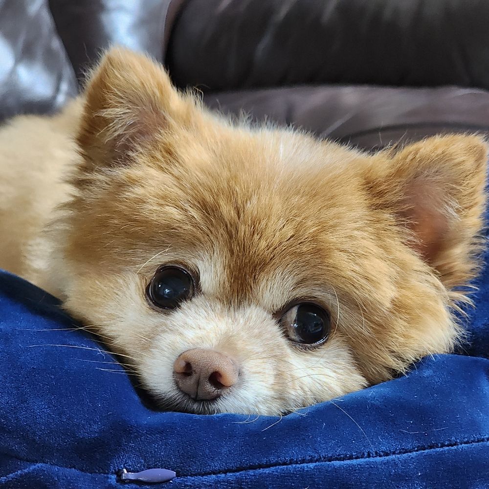 제이