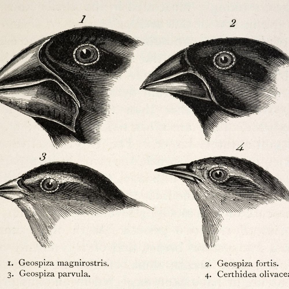 Darwinisme & Evolution