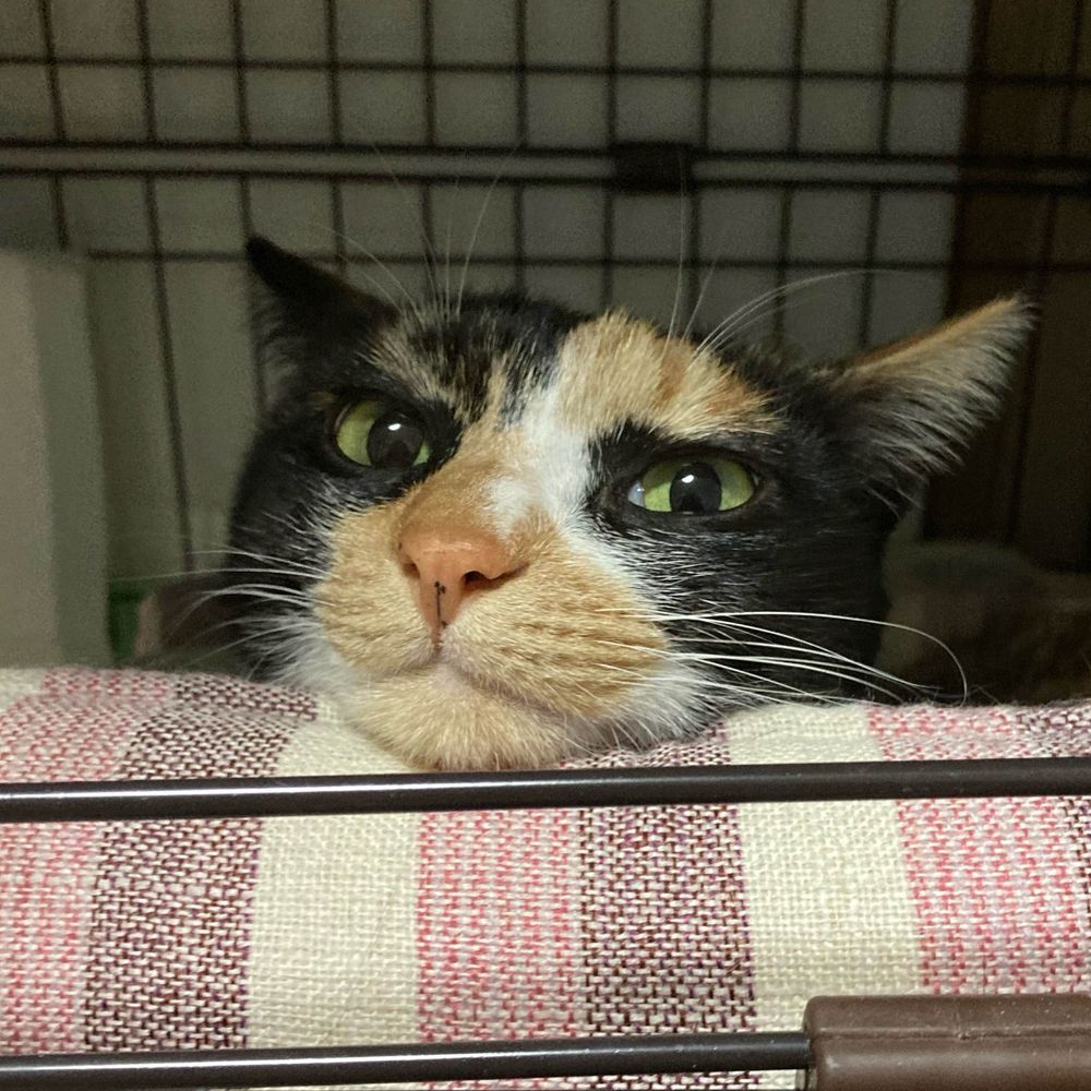 ゆん