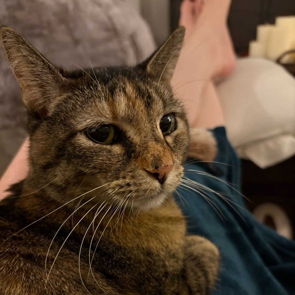 Particle kitty