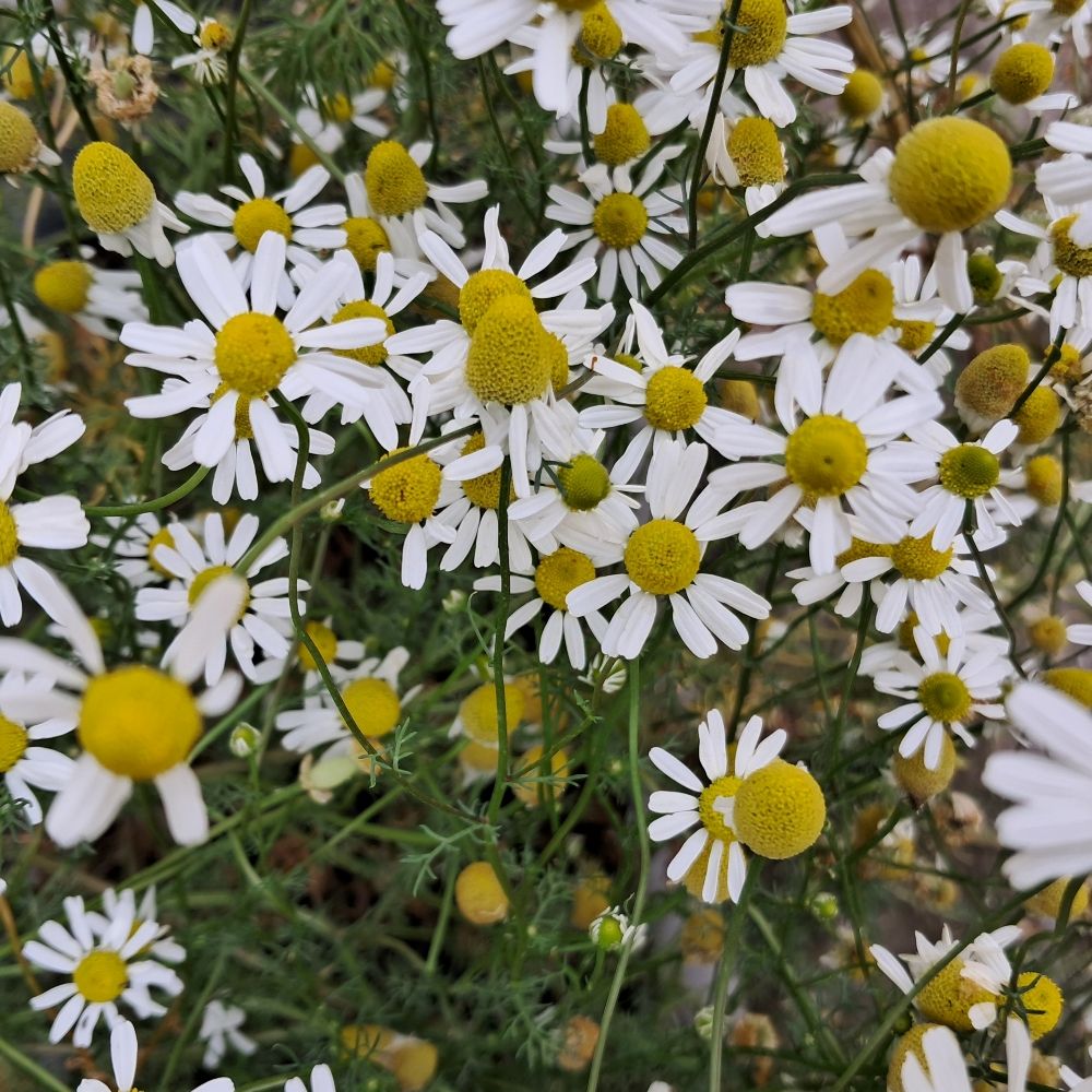 Chamomile