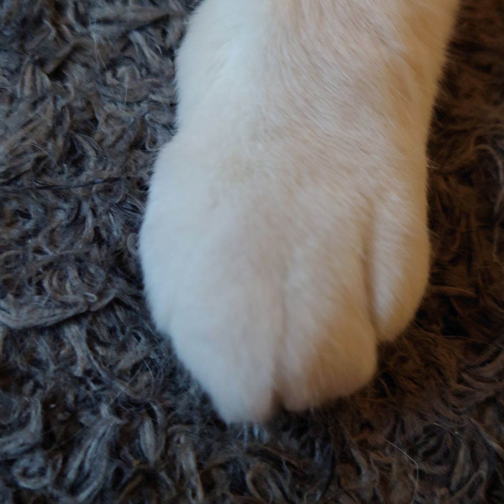 ねこぱんち🐾