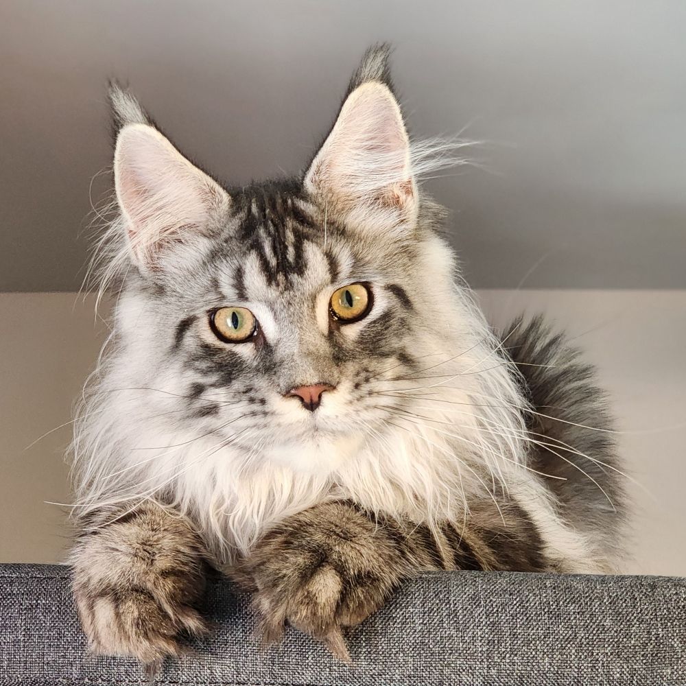 Luna Mystique Maine Coons