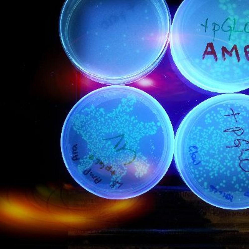 The Eco- and Bioart Lab