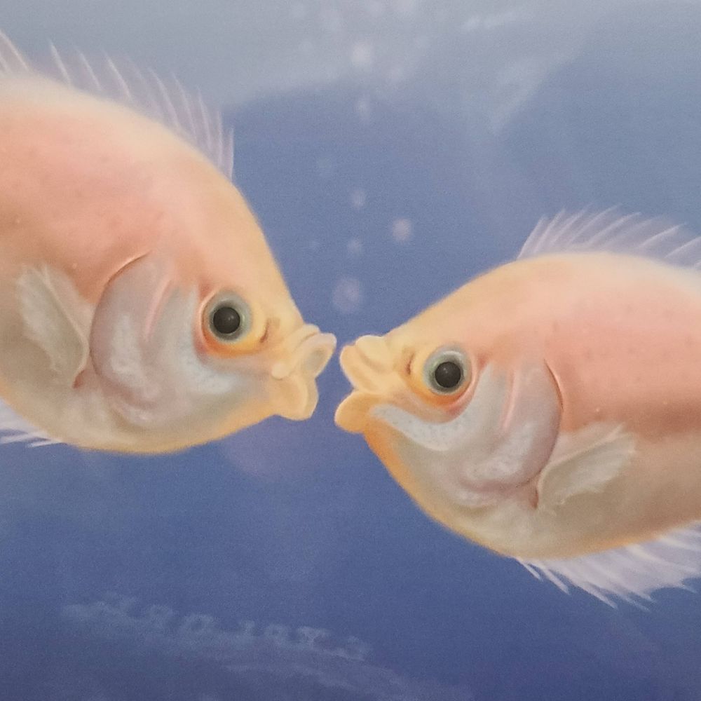 Lapsaes