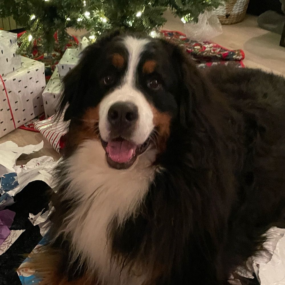 Ludo_Fluffybutt