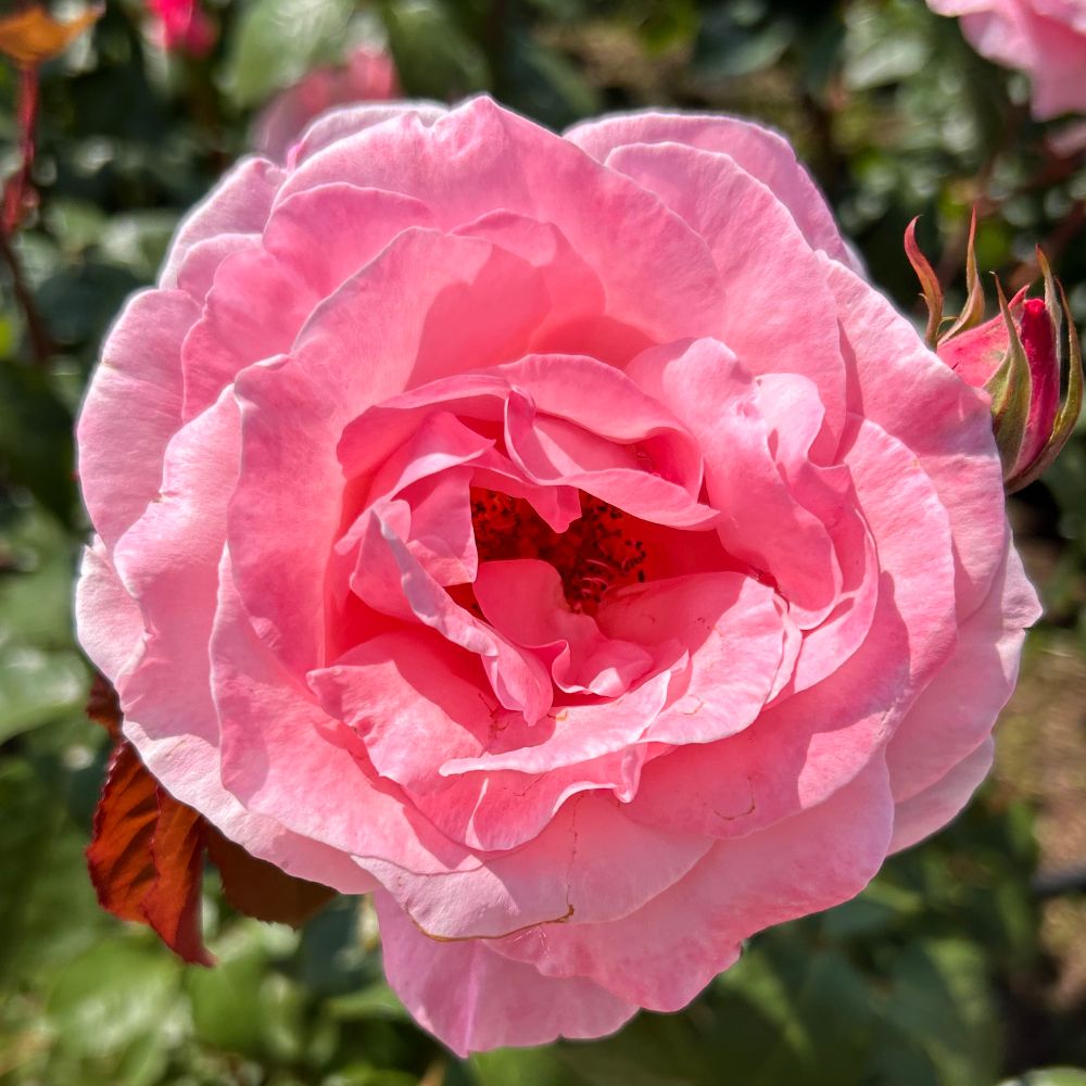 腿