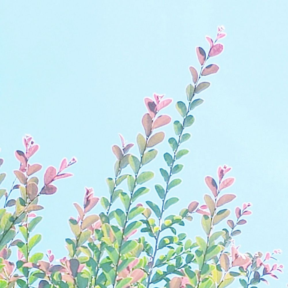 やきこ⚘☺︎