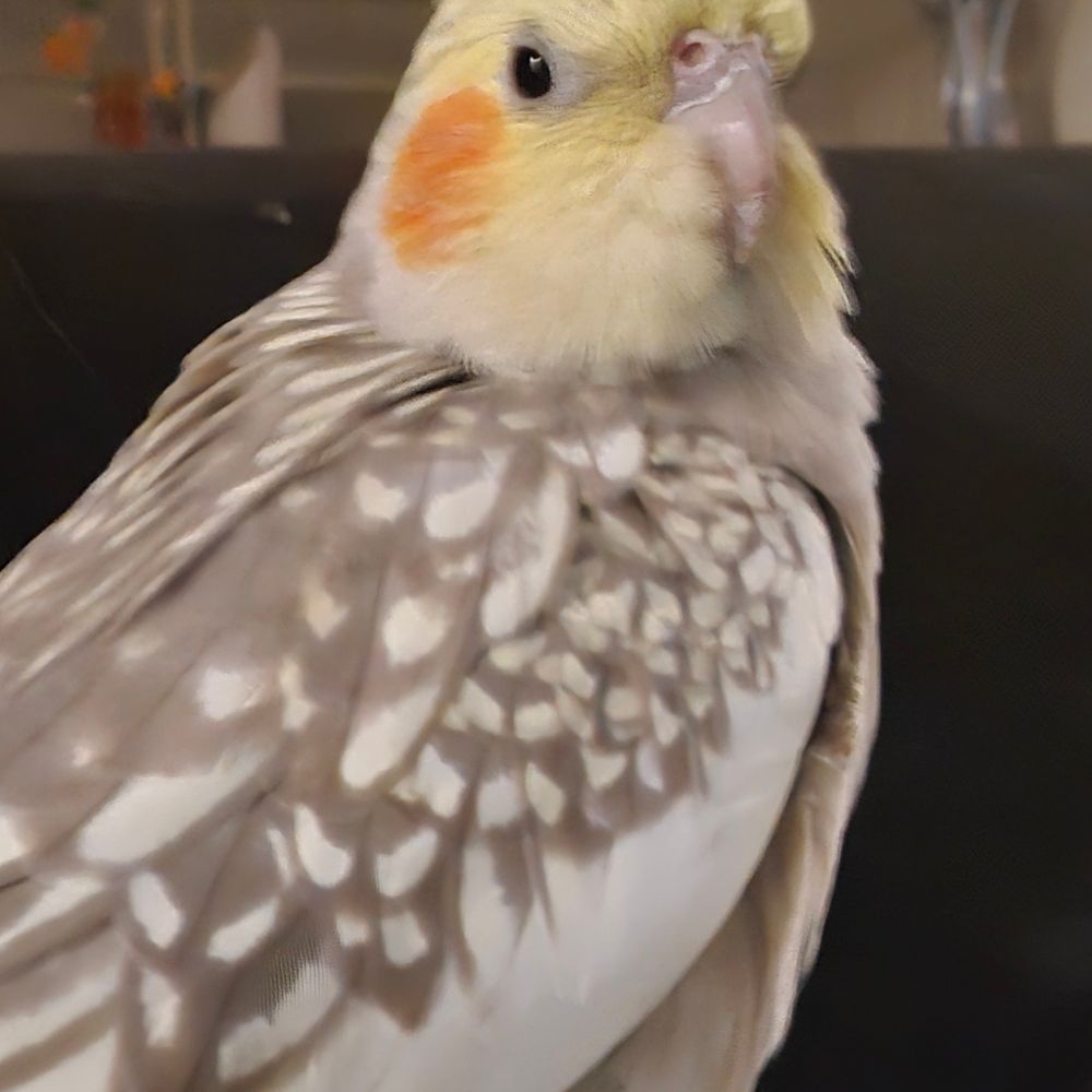 あ、鳥だ