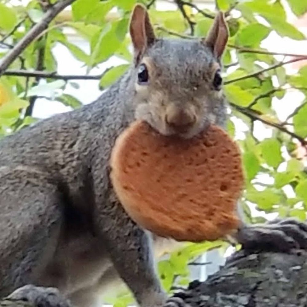 a squirrel