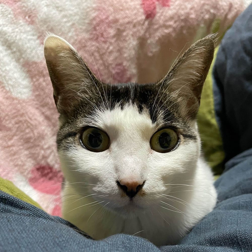 ひーちゃん(光る)🐾こた