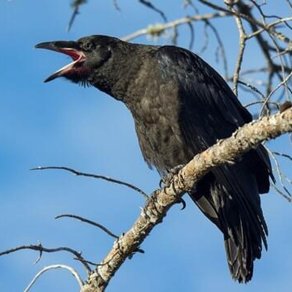 Raven