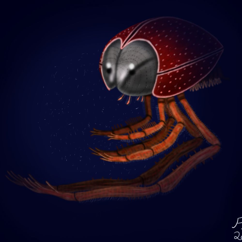 Fossiladder13