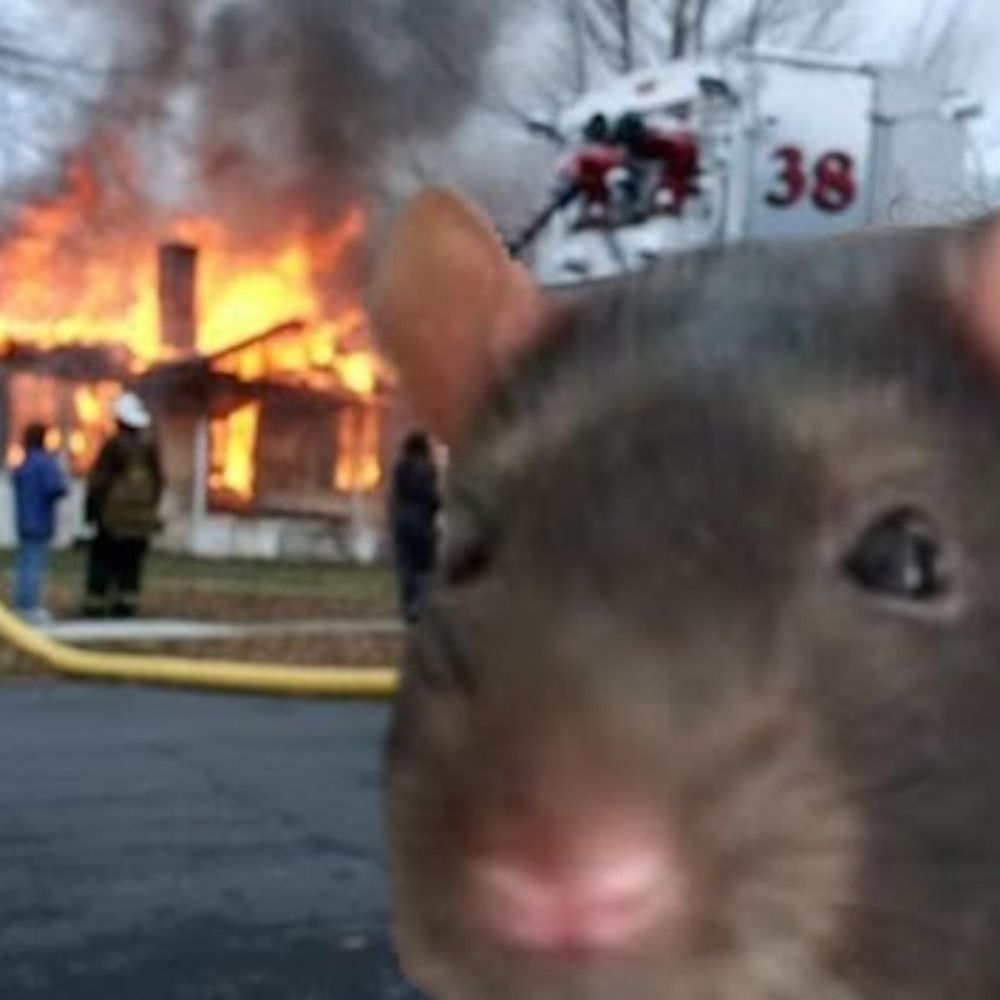 Rat