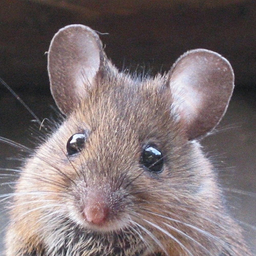 Waldmaus