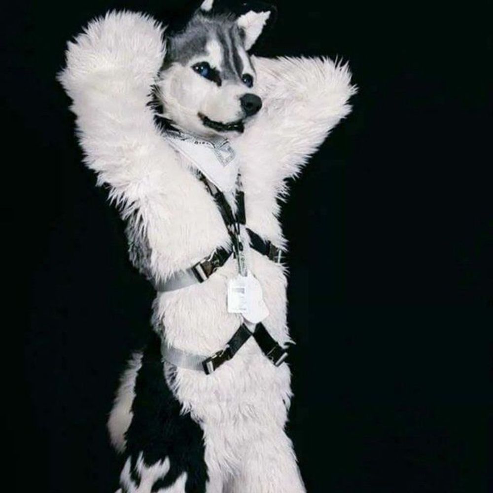 SunshineHuskii