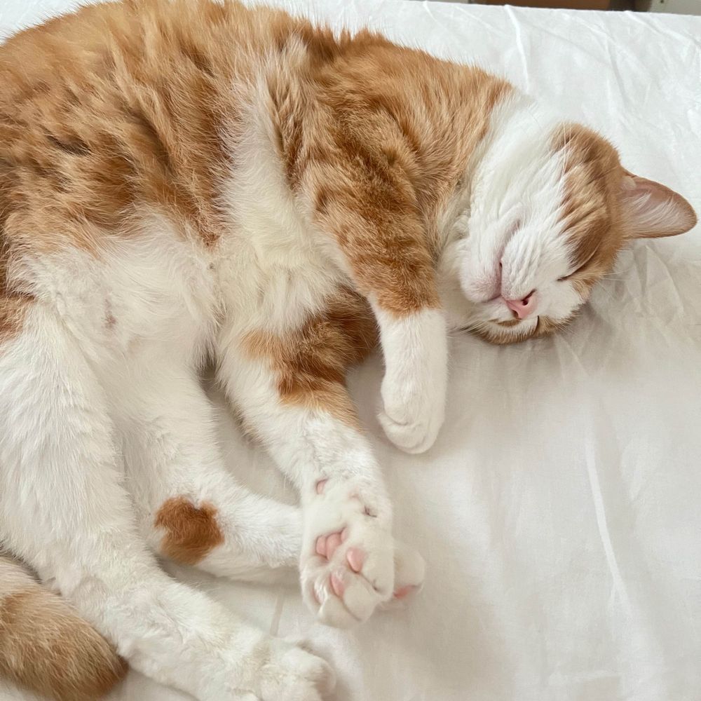 猫のジョージ