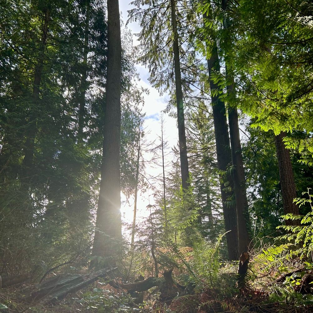 a little shady grove