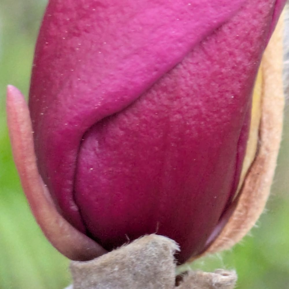 MacroFlora