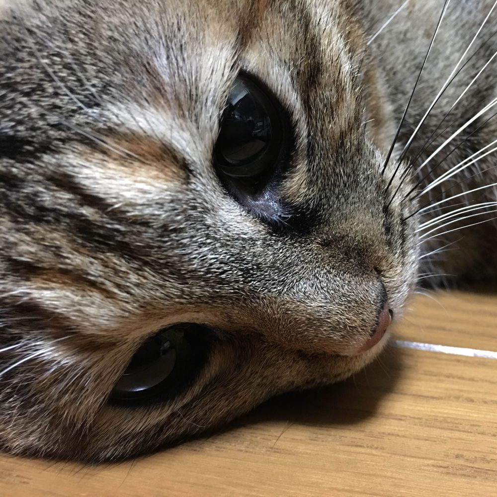 澤田瞳子