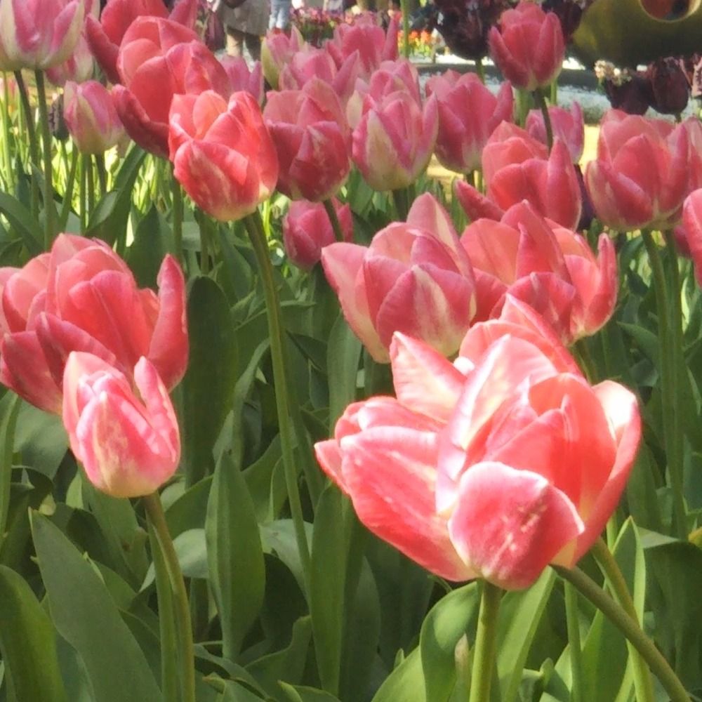 ののーみん🌷
