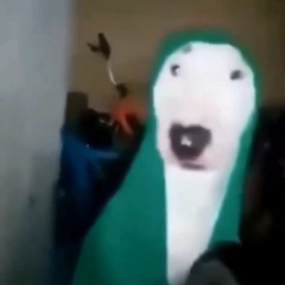 Chien bigidus