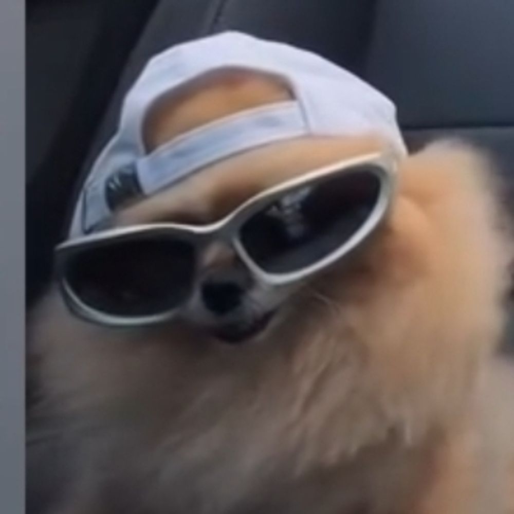 Chien bigidus