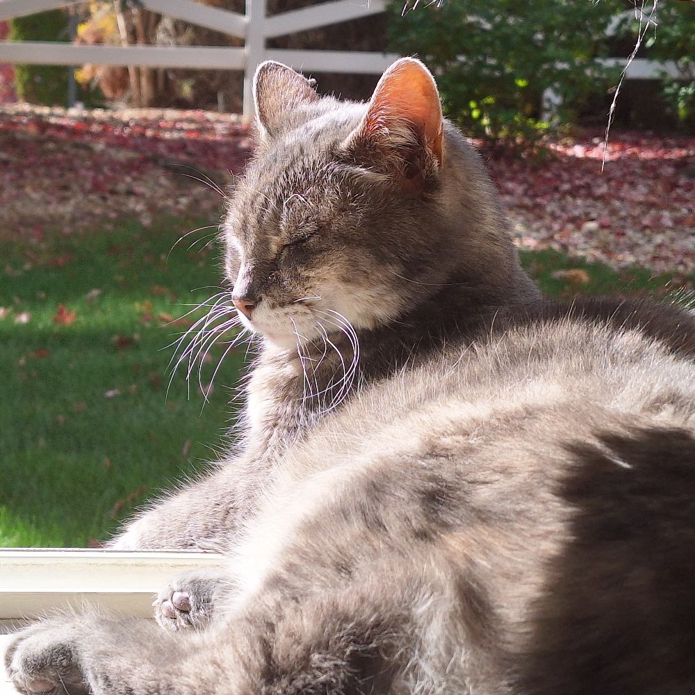 Suzi