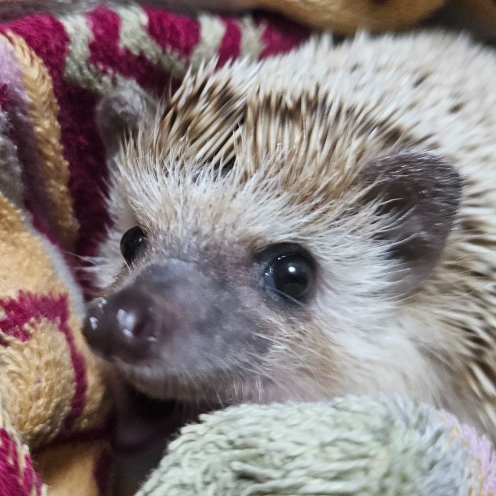 Mr. Hedgehog