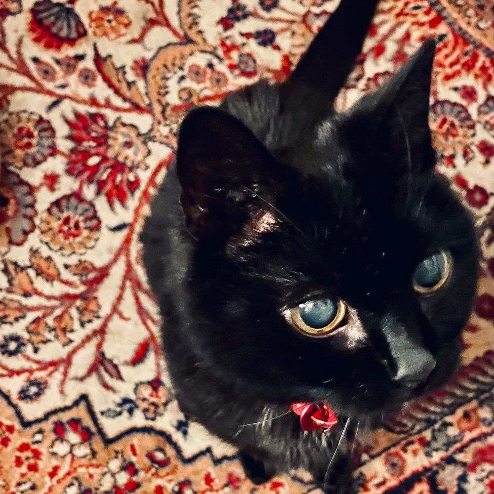 Ms von Katzen