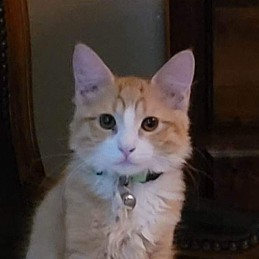 Trans Cat 😸🏳️‍⚧️